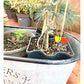 Garden Markers